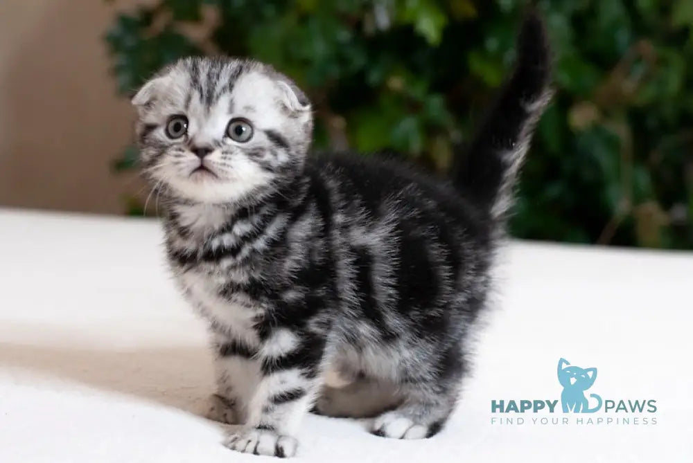 Kimono Scottish Fold male black silver tabby live animals