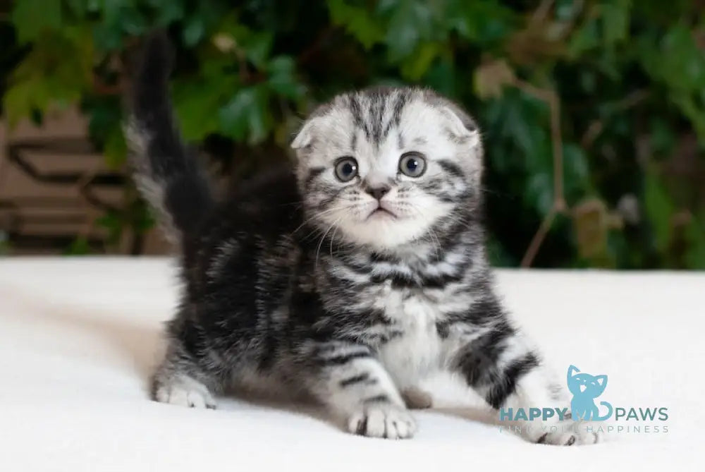 Kimono Scottish Fold male black silver tabby live animals