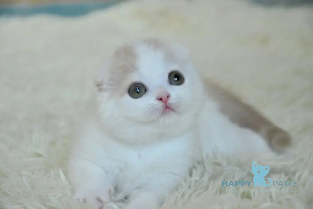 Kincan Scottish Fold male cream tabby van live animals
