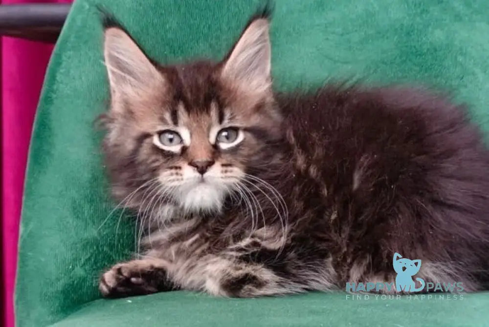 Kind Maine Coon male black tabby live animals