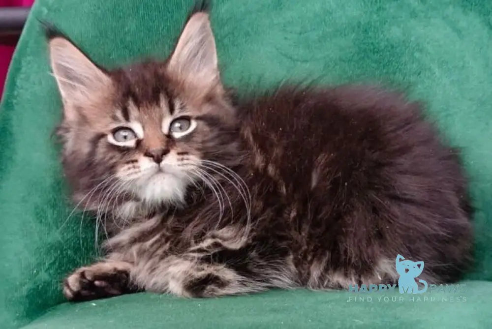 Kind Maine Coon male black tabby live animals