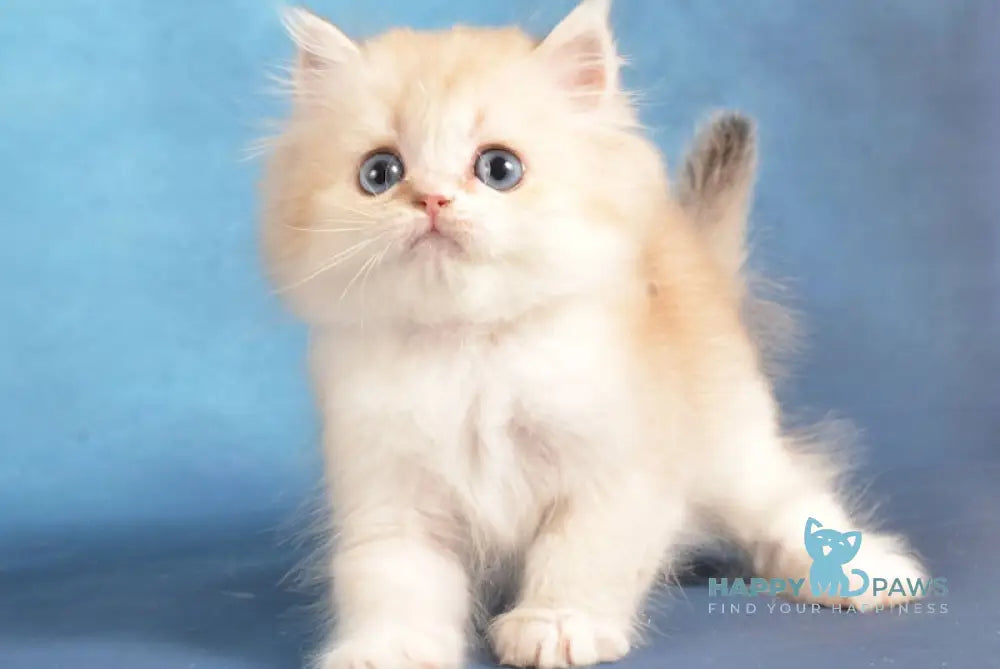 Kinder Scottish Straight male black golden shaded pointed live animals