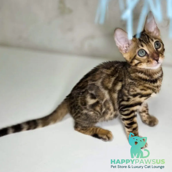 King Bengal male black spotted tabby - live animals