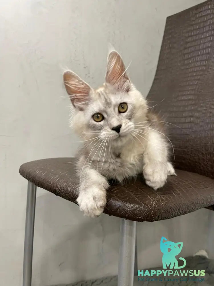King Maine Coon male black silver ticked tabby - live animals
