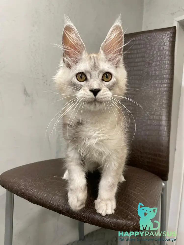 King Maine Coon male black silver ticked tabby - live animals