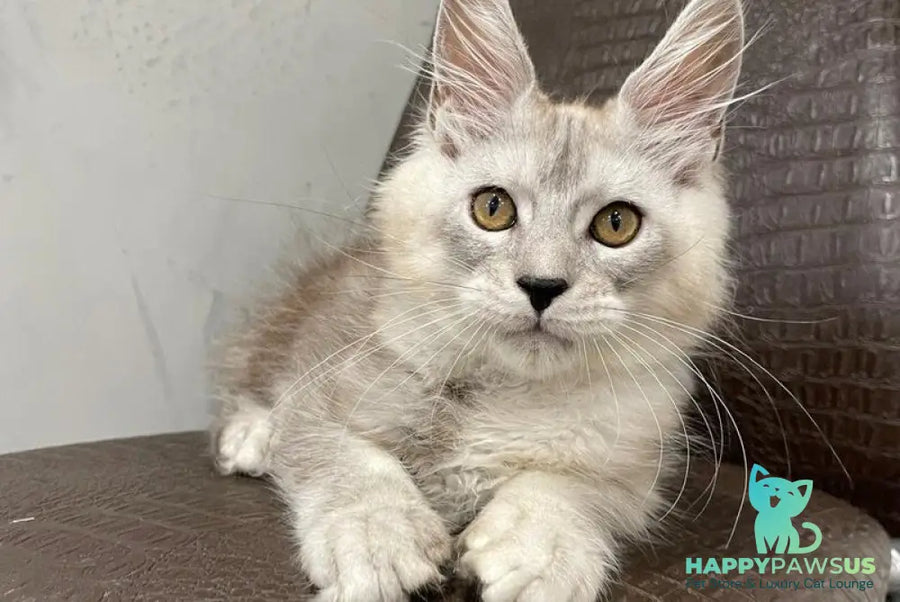 King Maine Coon male black silver ticked tabby - live animals