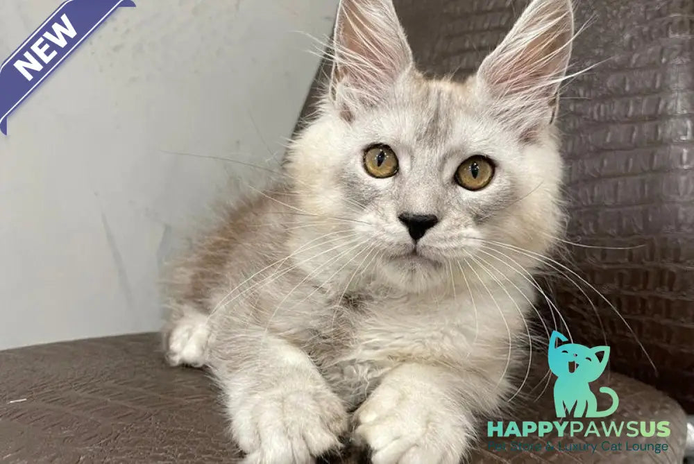 King Maine Coon male black silver ticked tabby - live animals