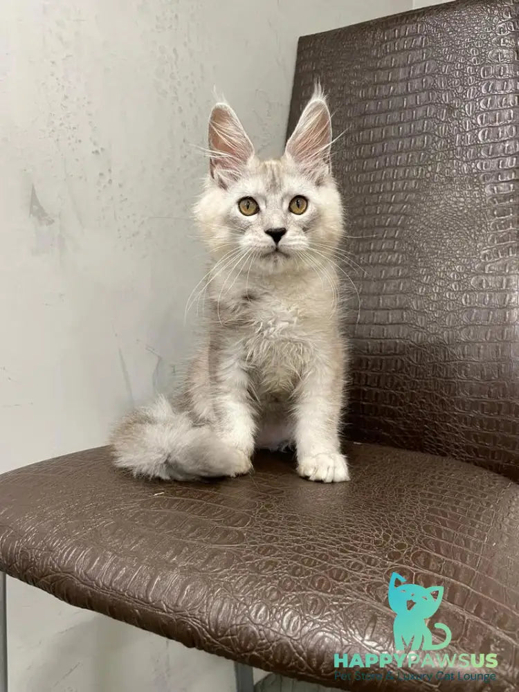 King Maine Coon male black silver ticked tabby - live animals