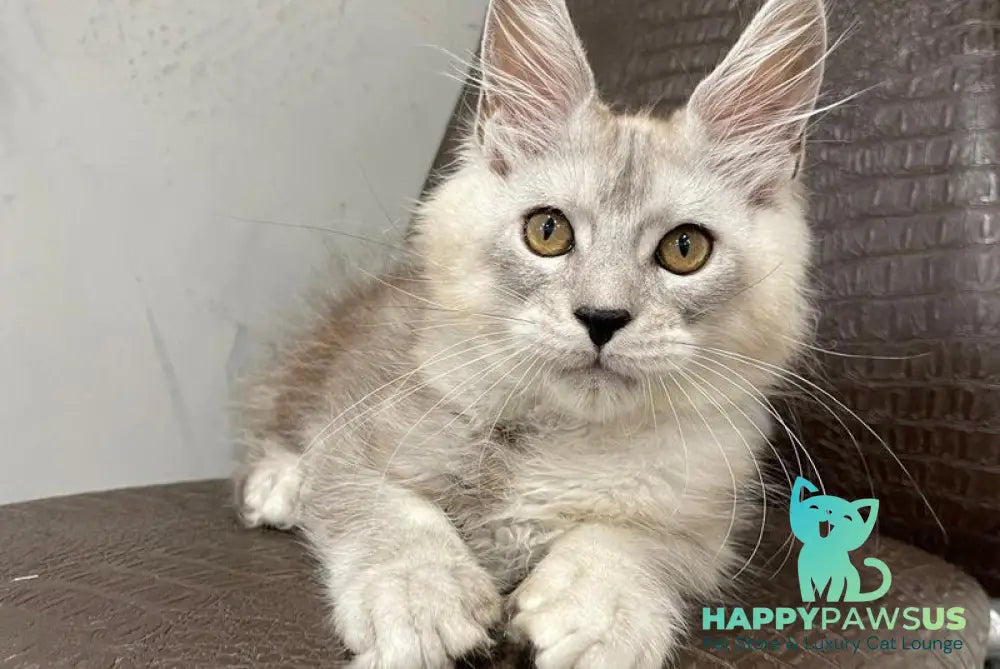 King Maine Coon male black silver ticked tabby - live animals