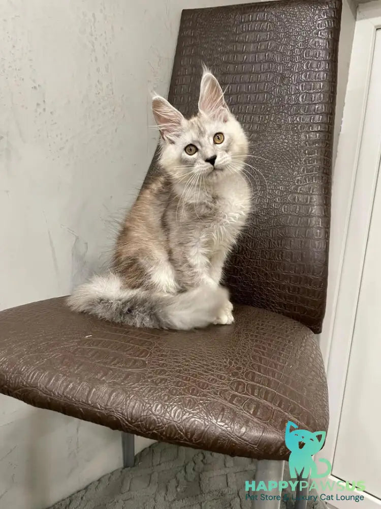 King Maine Coon male black silver ticked tabby - live animals