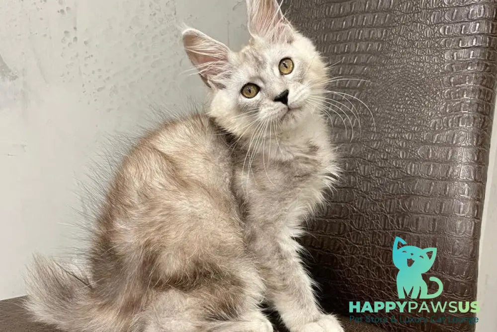 King Maine Coon male black silver ticked tabby - live animals