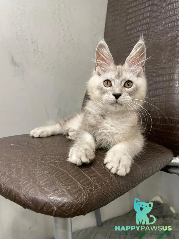 King Maine Coon male black silver ticked tabby - live animals