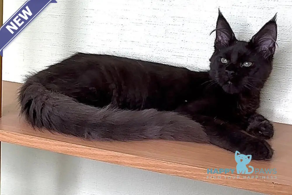 King Maine Coon male black with white live animals