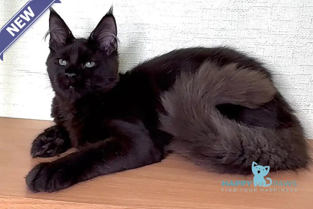 King Maine Coon male black with white live animals