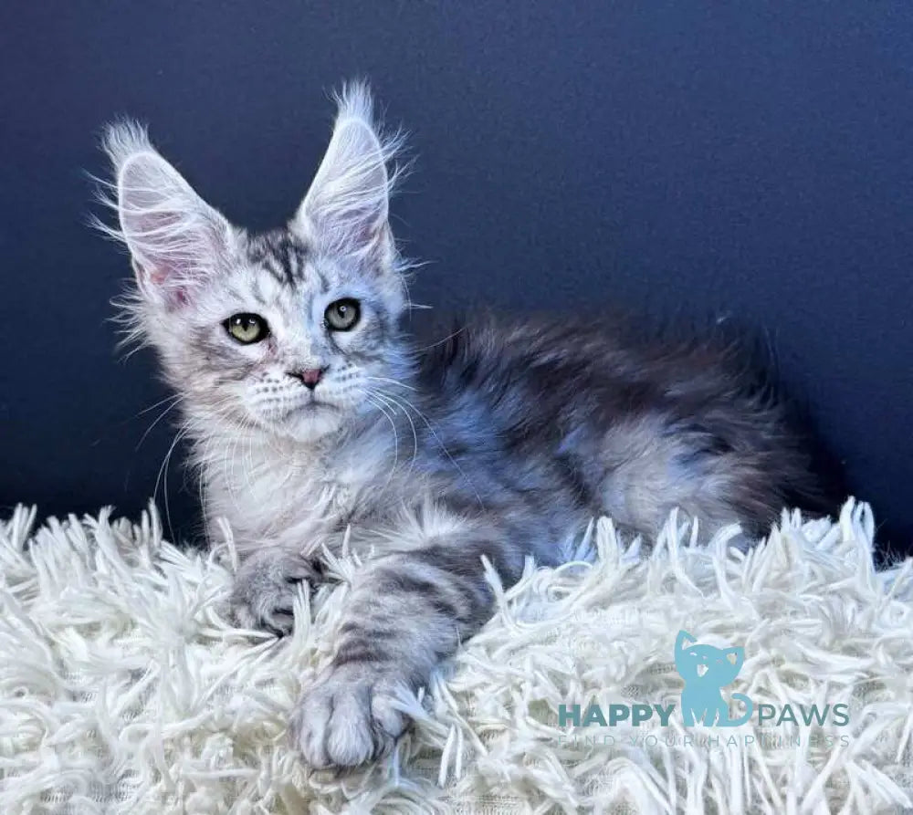 King Maine Coon male blue silver tabby live animals