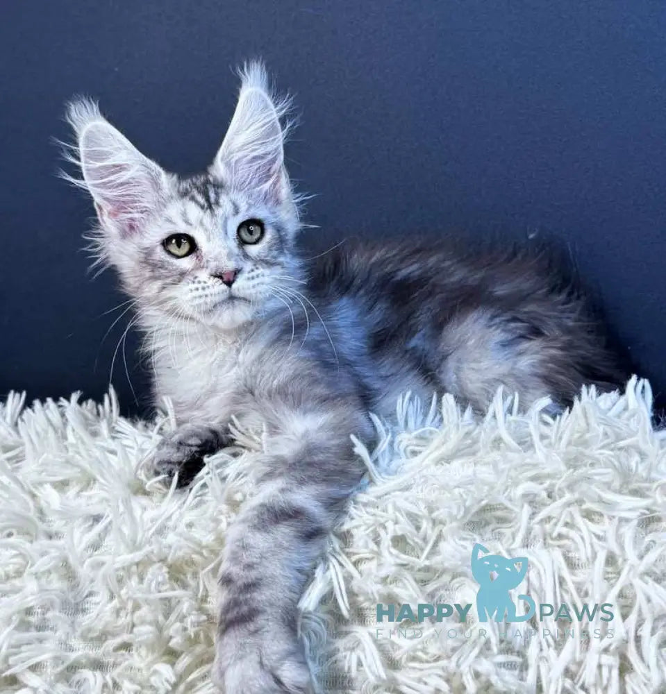 King Maine Coon male blue silver tabby live animals