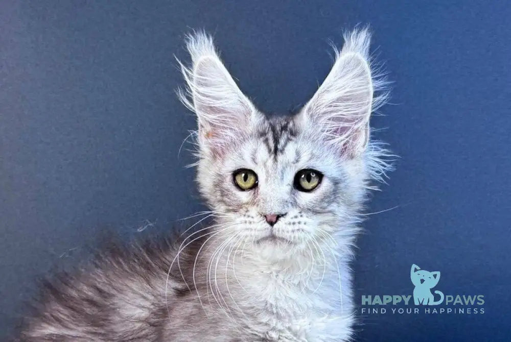 King Maine Coon male blue silver tabby live animals