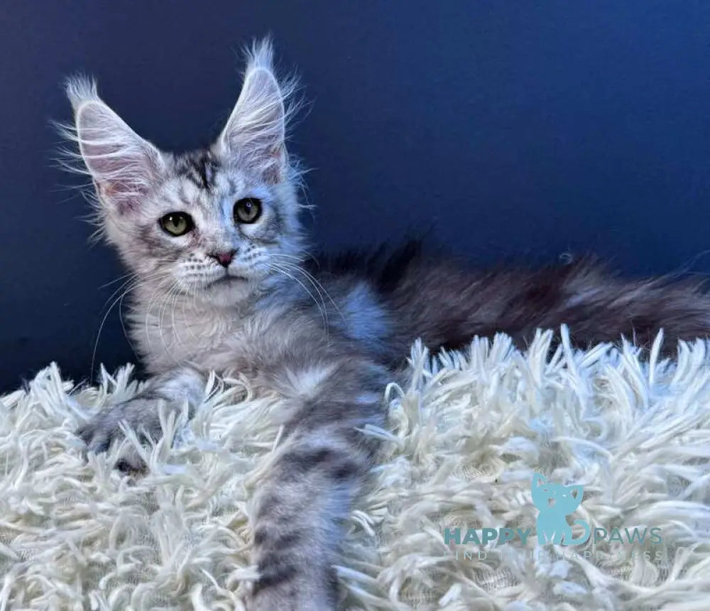 King Maine Coon male blue silver tabby live animals
