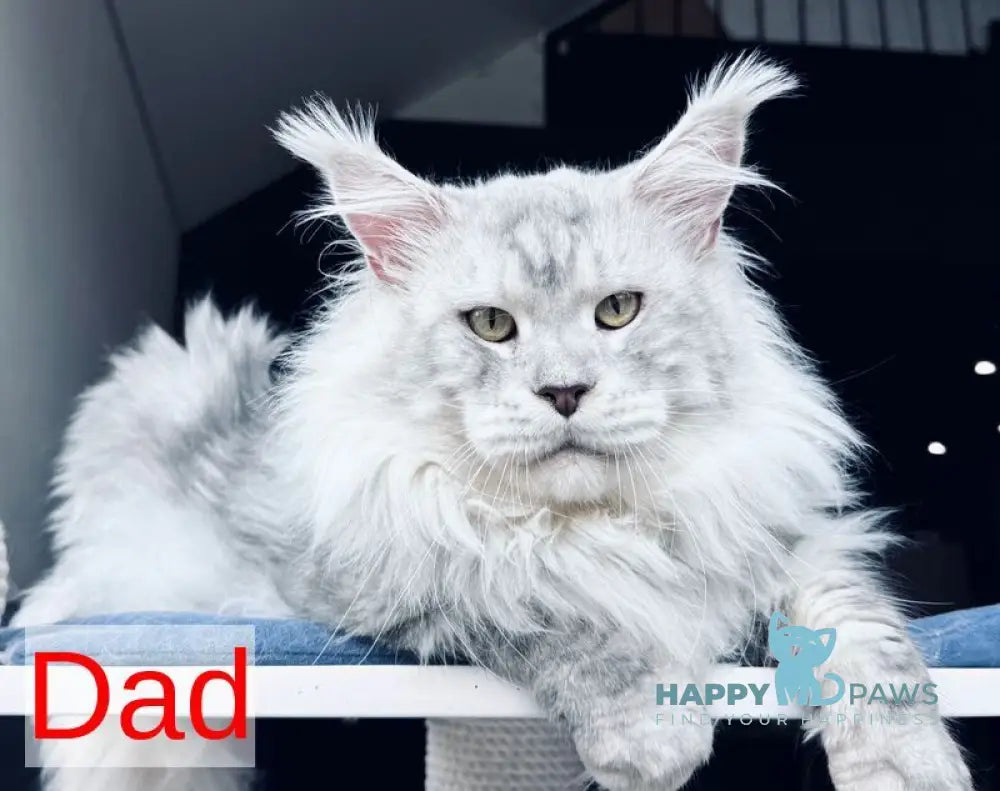 King Maine Coon male blue silver tabby live animals