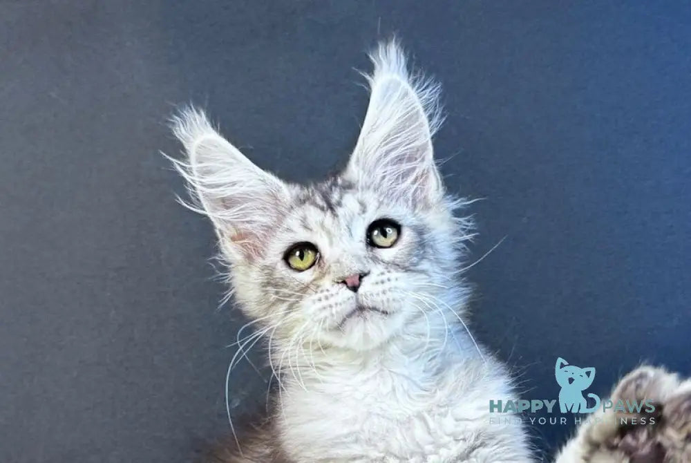 King Maine Coon male blue silver tabby live animals