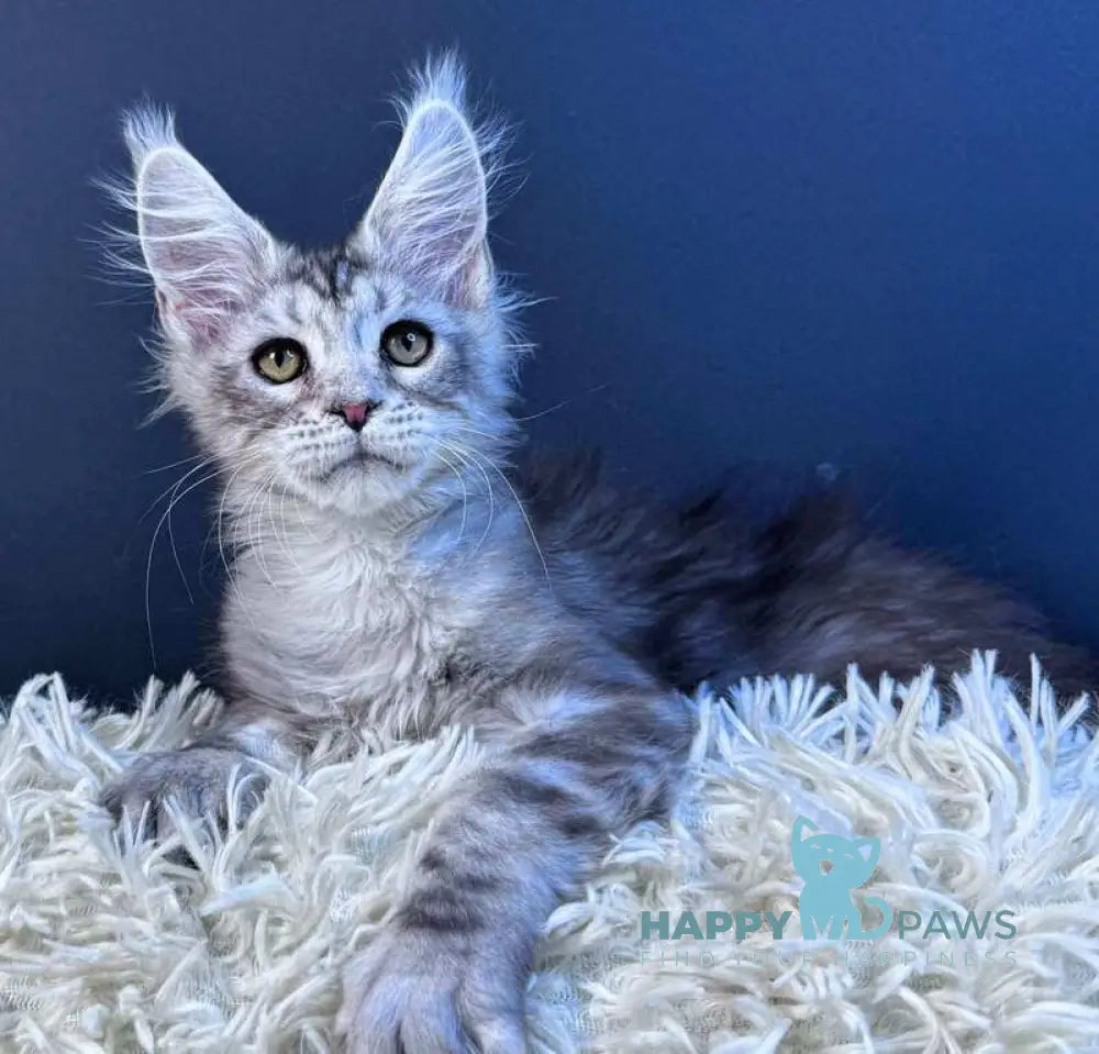 King Maine Coon male blue silver tabby live animals