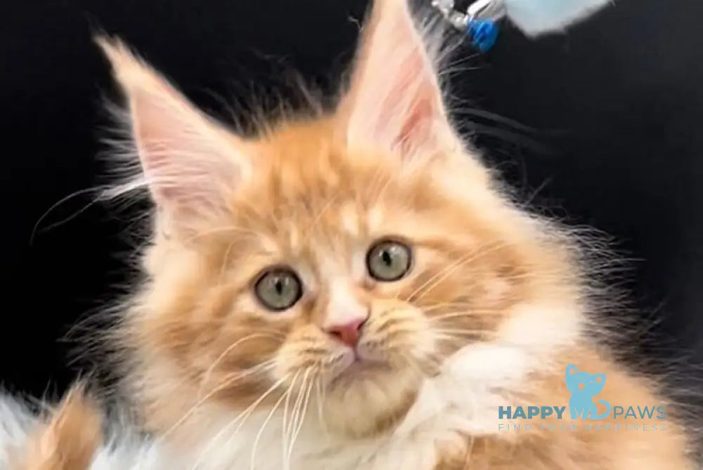 King Maine Coon male red tabby bicolour live animals