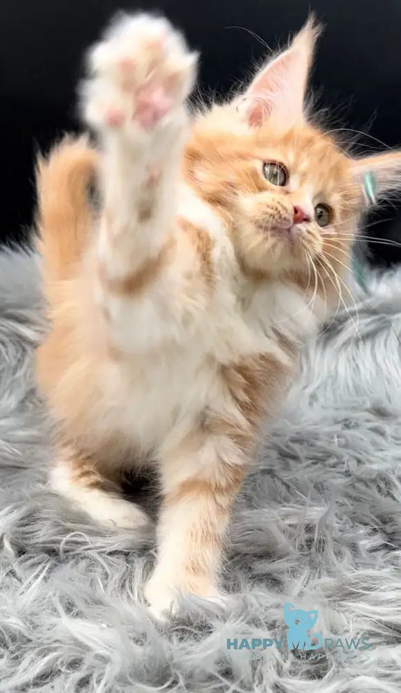 King Maine Coon male red tabby bicolour live animals