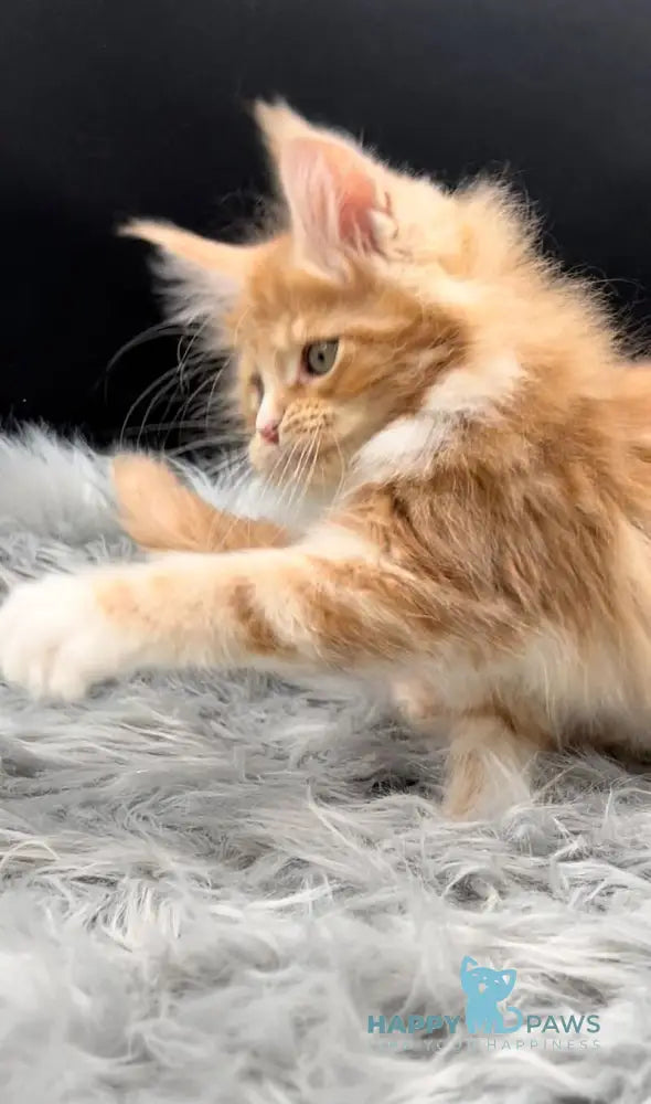 King Maine Coon male red tabby bicolour live animals