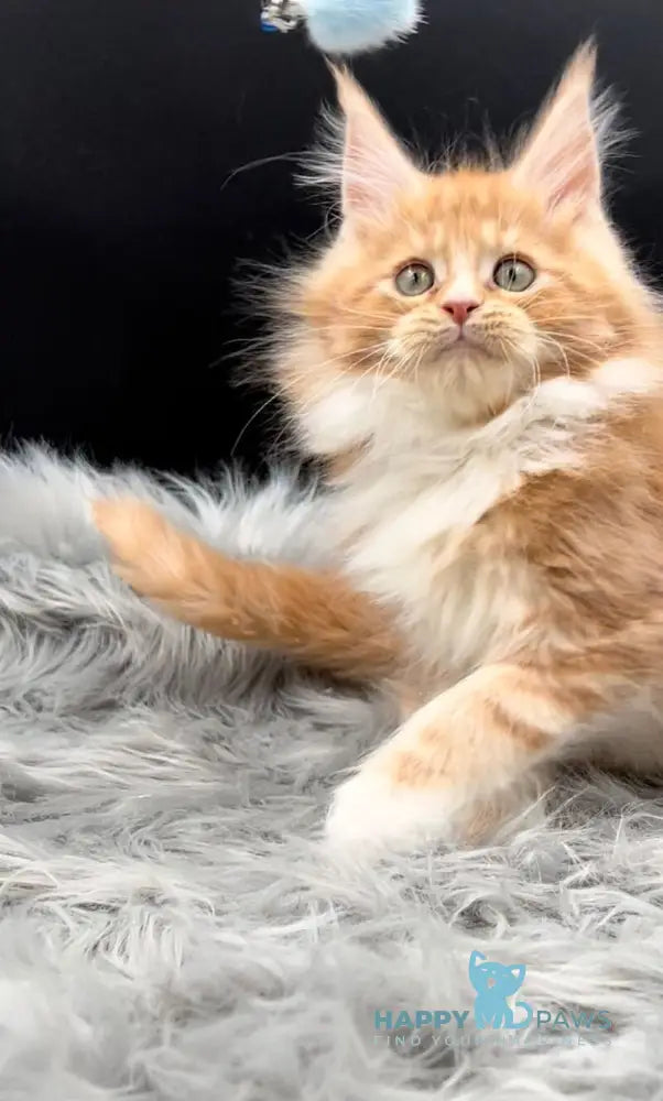 King Maine Coon male red tabby bicolour live animals