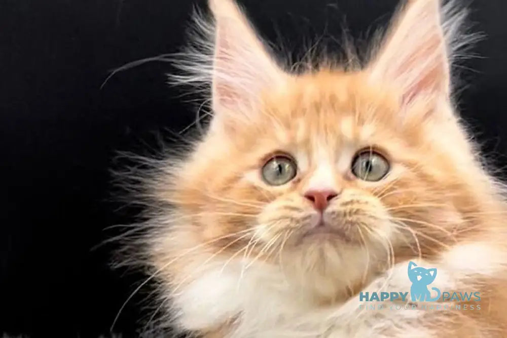 King Maine Coon male red tabby bicolour live animals