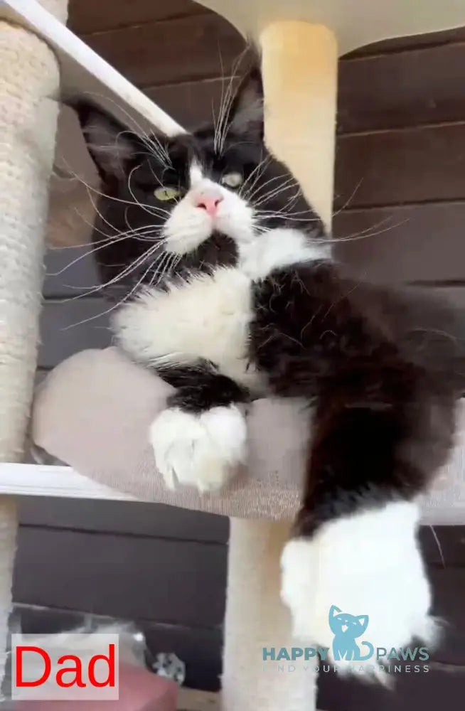 King Maine Coon male red tabby bicolour live animals