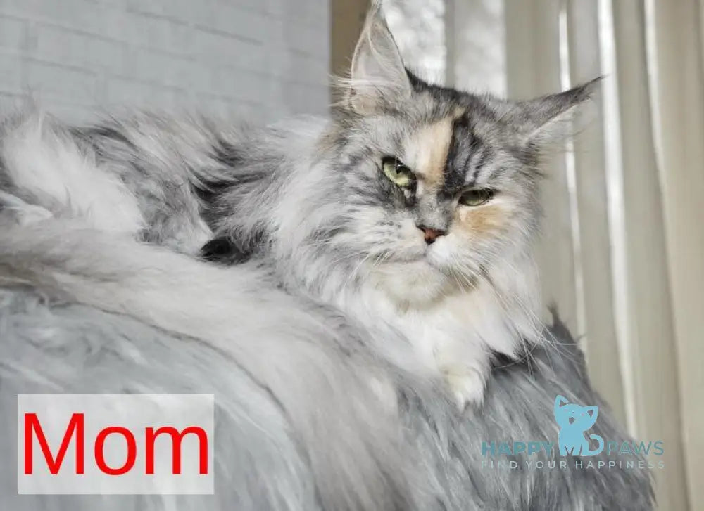 King Maine Coon male red tabby bicolour live animals