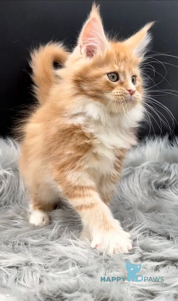 King Maine Coon male red tabby bicolour live animals