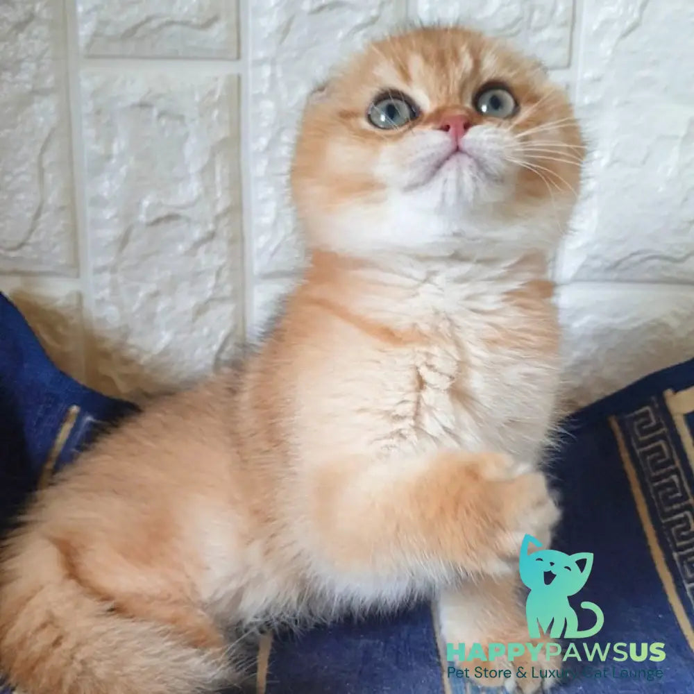 King Scottish Fold male black golden shaded - live animals