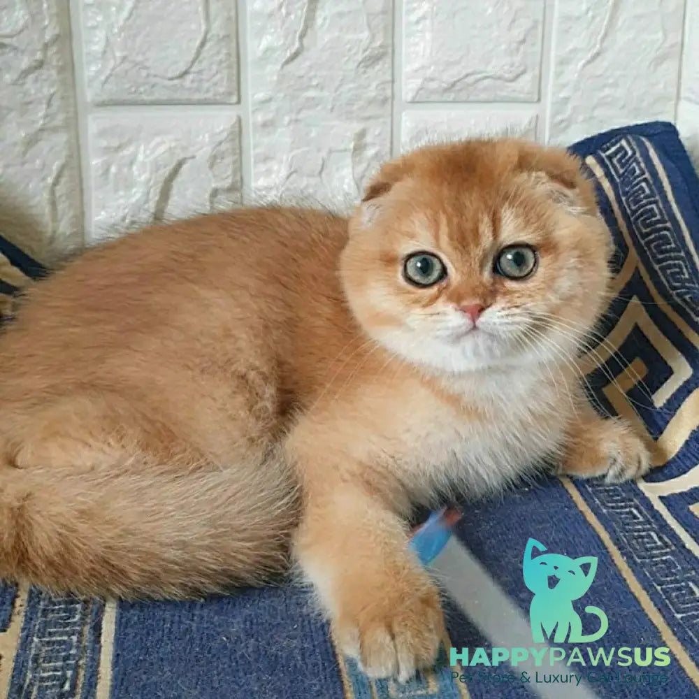 King Scottish Fold male black golden shaded - live animals