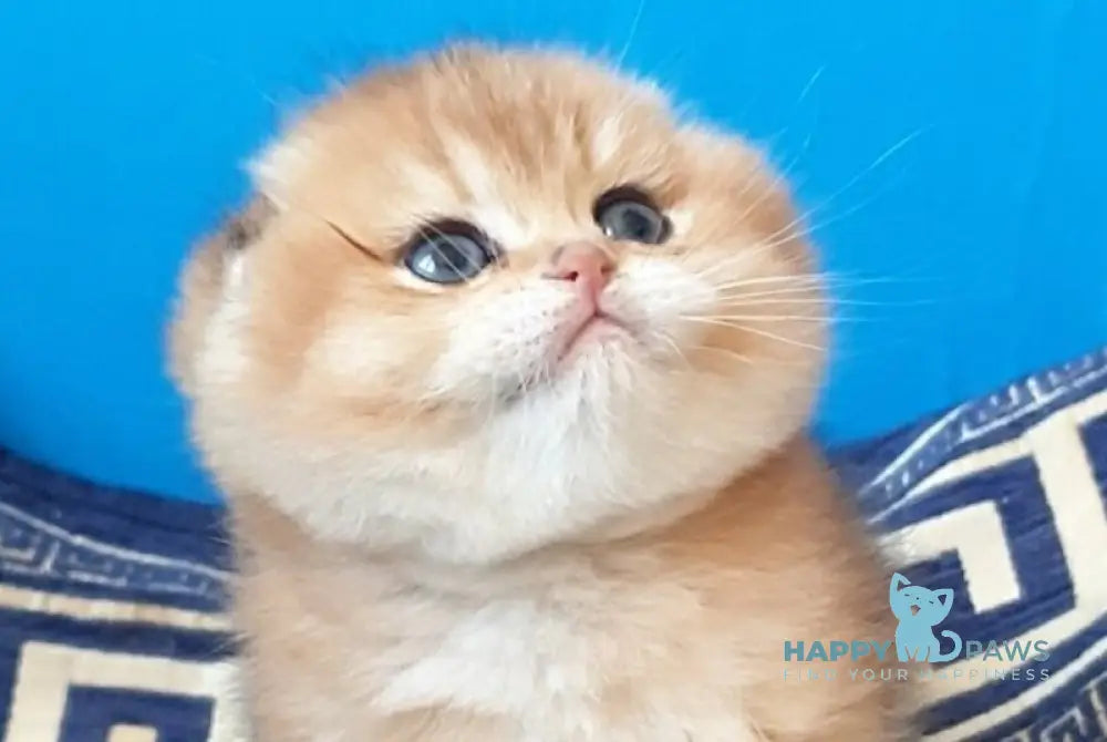 King Scottish Fold male black golden shaded - live animals