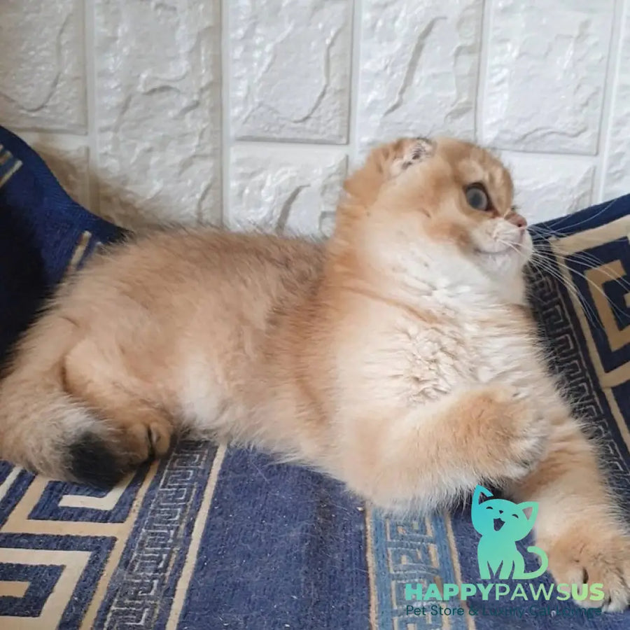 King Scottish Fold male black golden shaded - live animals