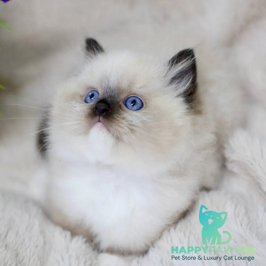 Kingston Ragdoll male black mitted - live animals