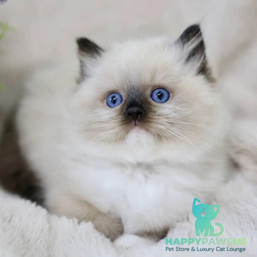 Kingston Ragdoll male black mitted - live animals