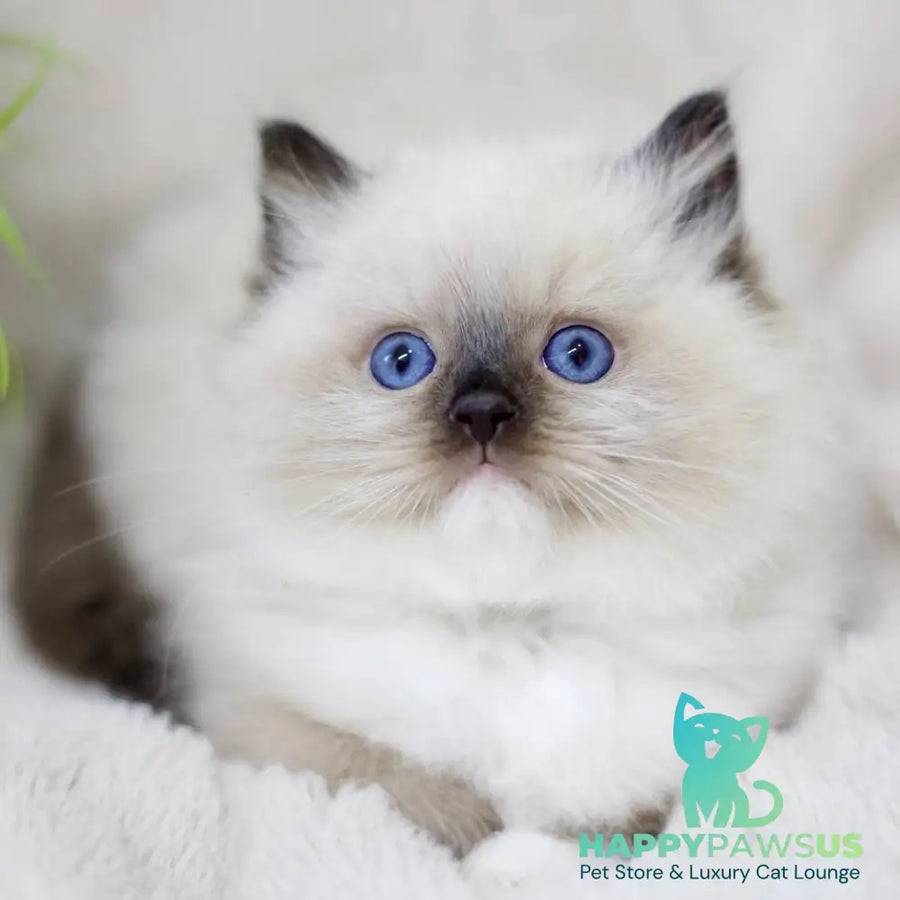 Kingston Ragdoll male black mitted - live animals