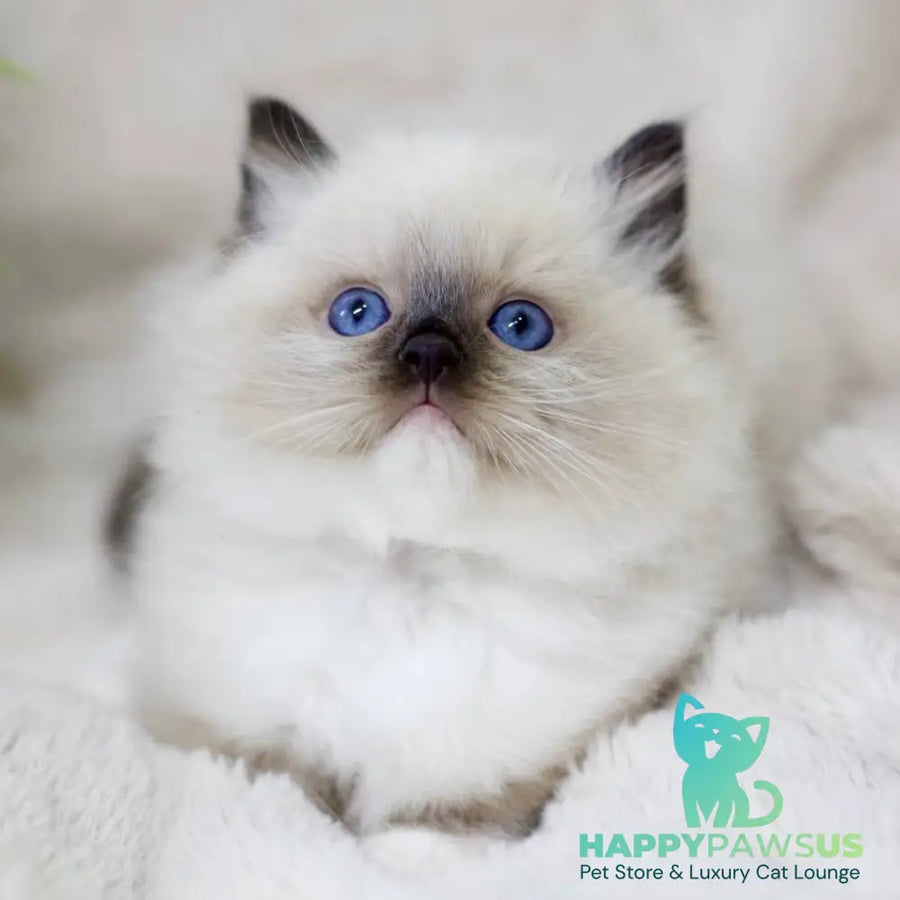 Kingston Ragdoll male black mitted - live animals