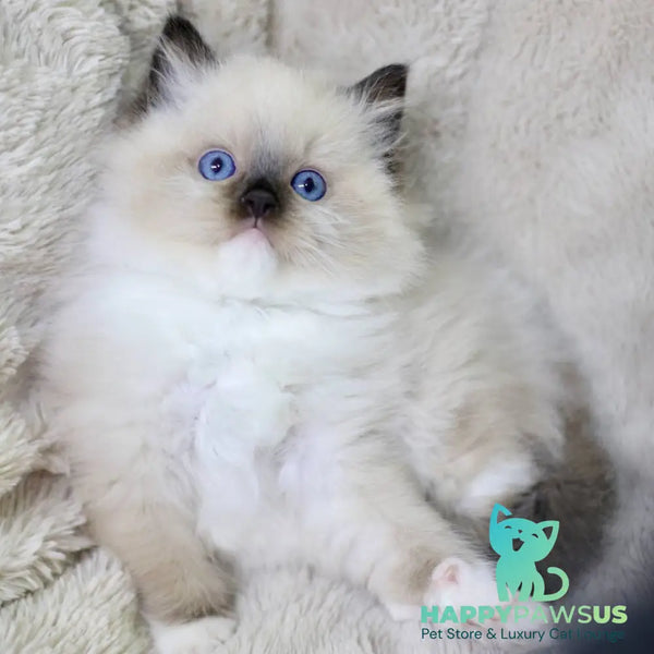 Kingston Ragdoll male black mitted - live animals