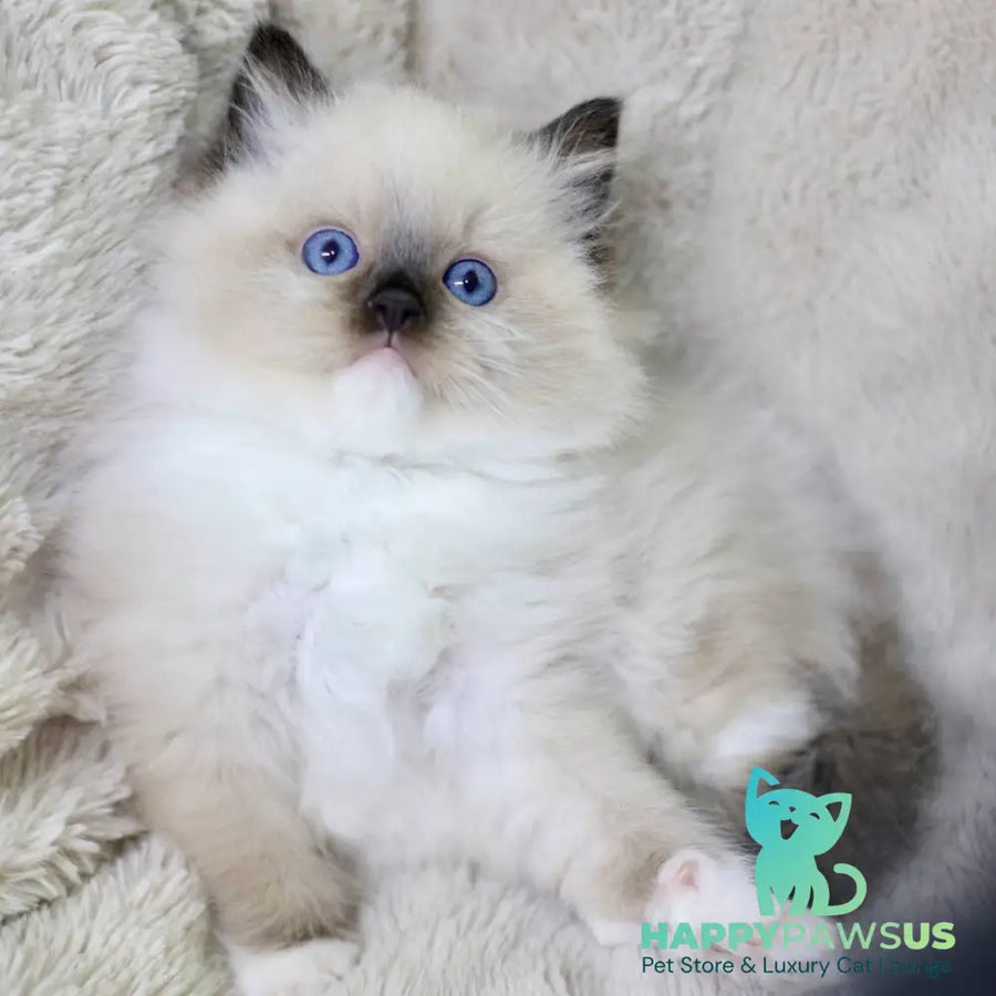 Kingston Ragdoll male black mitted - live animals