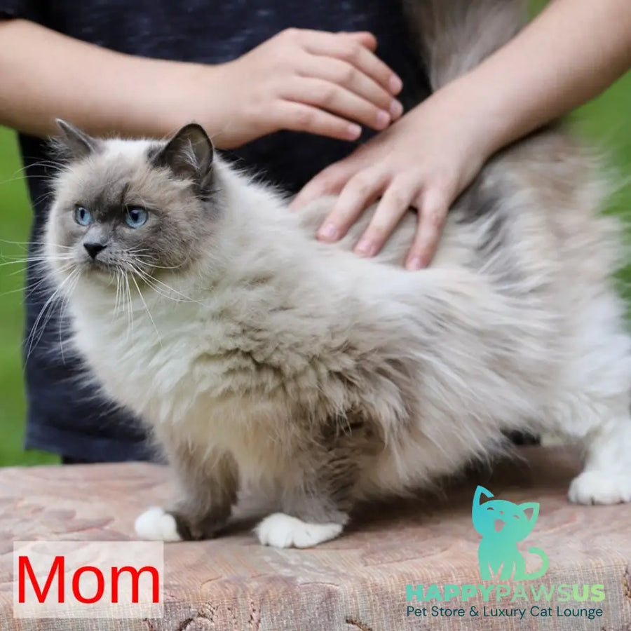 Kingston Ragdoll male black mitted - live animals