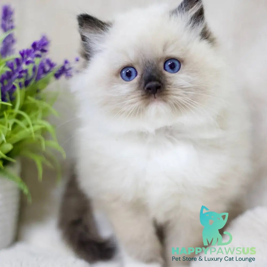 Kingston Ragdoll male black mitted - live animals