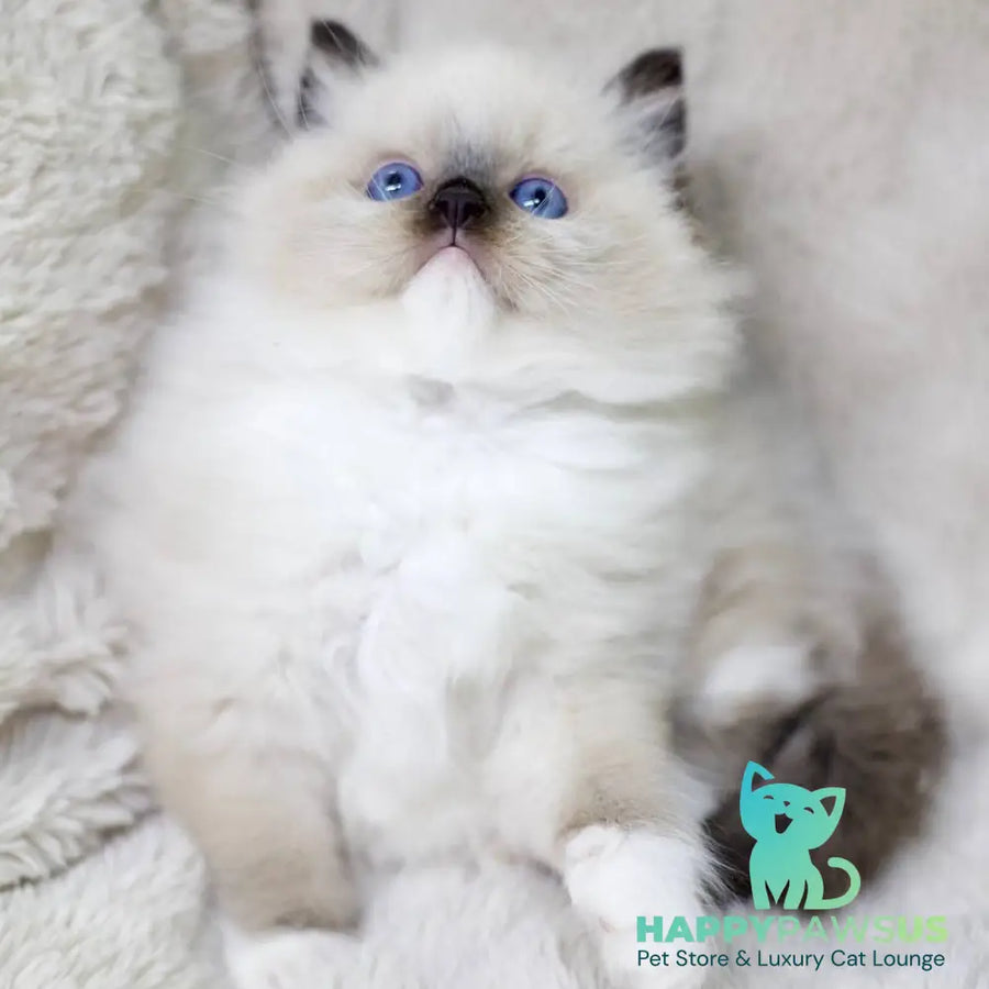 Kingston Ragdoll male black mitted - live animals
