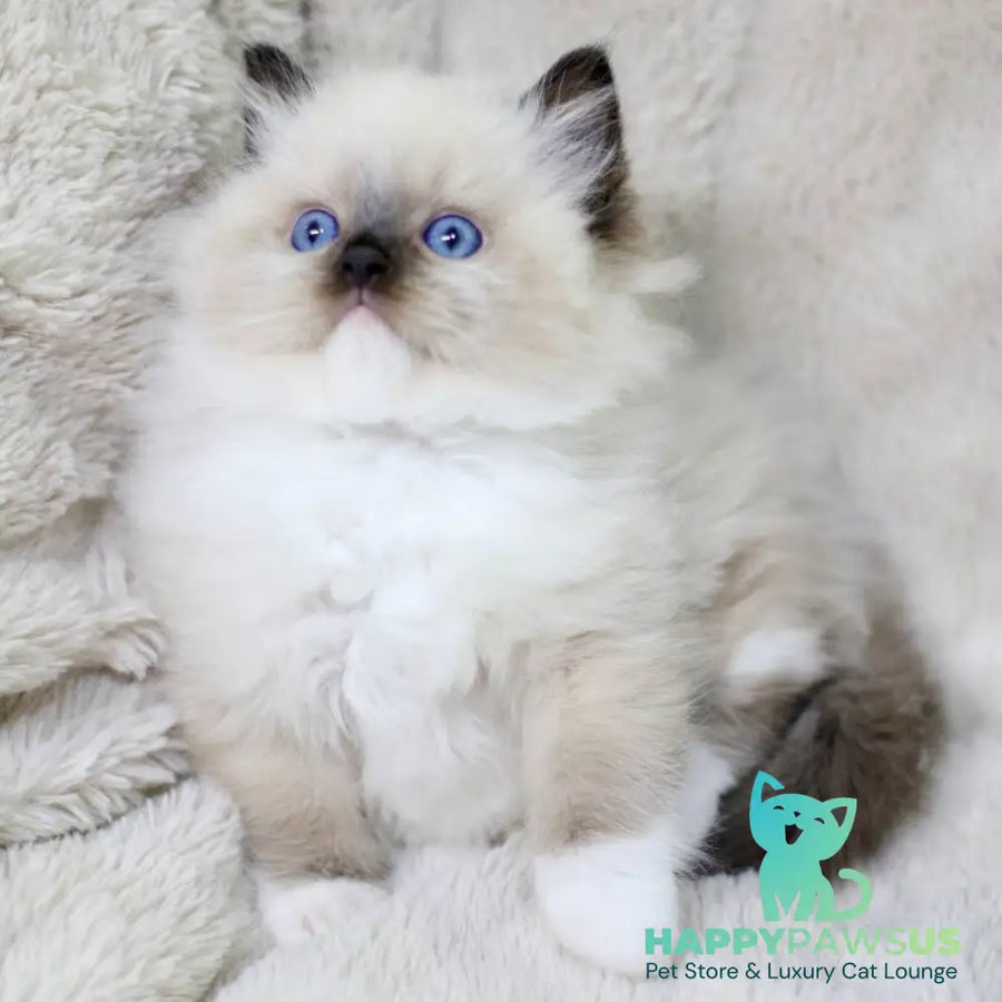 Kingston Ragdoll male black mitted - live animals