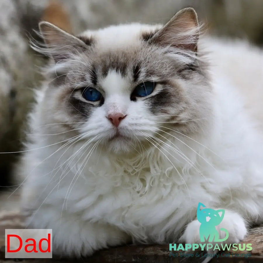 Kingston Ragdoll male black mitted - live animals