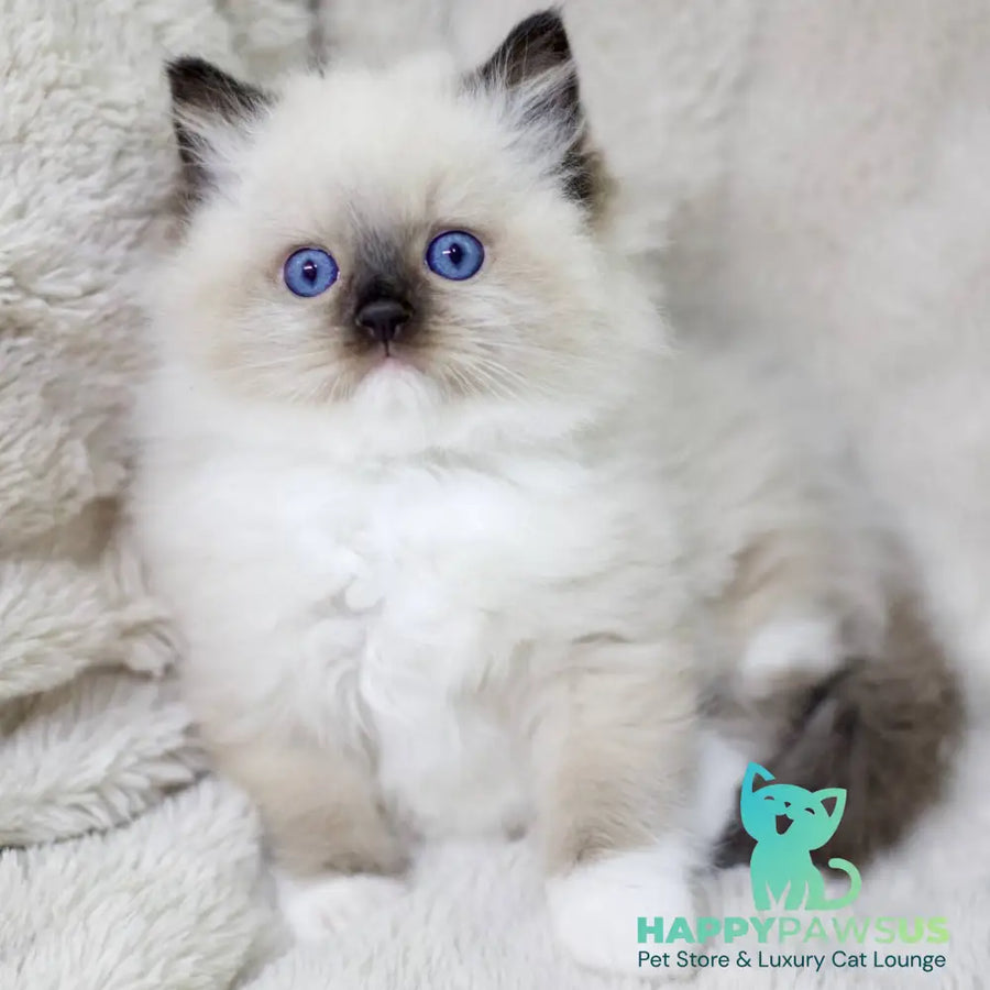 Kingston Ragdoll male black mitted - live animals