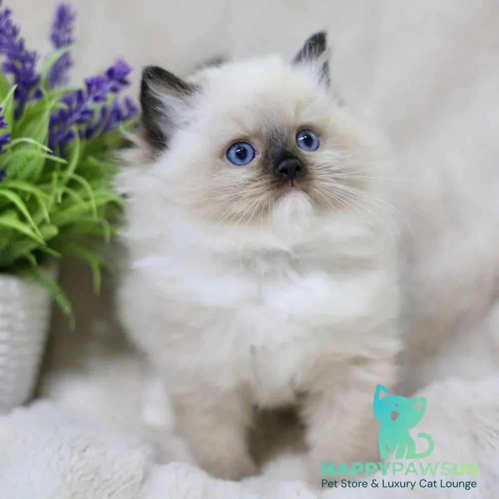 Kingston Ragdoll male black mitted - live animals